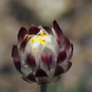 Leucochrysum albicans subsp. tricolor at Rendezvous Creek, ACT - 12 Nov 2018
