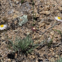 Leucochrysum albicans subsp. tricolor at Rendezvous Creek, ACT - 12 Nov 2018