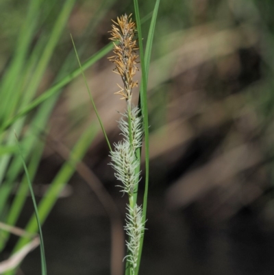 Carex gaudichaudiana (Fen Sedge) at Rendezvous Creek, ACT - 12 Nov 2018 by KenT