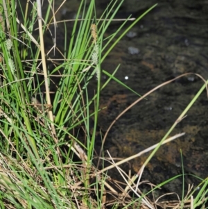 Carex gaudichaudiana at Rendezvous Creek, ACT - 12 Nov 2018