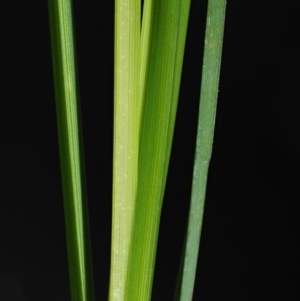 Carex gaudichaudiana at Rendezvous Creek, ACT - 12 Nov 2018