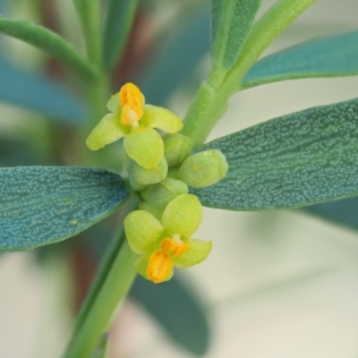 Pimelea pauciflora (Poison Rice Flower) at Rendezvous Creek, ACT - 12 Nov 2018 by KenT