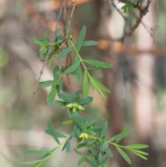 Pimelea pauciflora at Rendezvous Creek, ACT - 12 Nov 2018 08:49 AM