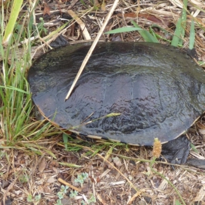 Chelodina longicollis (Eastern Long-necked Turtle) at Forde, ACT - 14 Nov 2018 by Christine