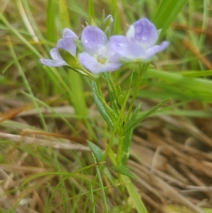 Veronica gracilis at Tharwa, ACT - 14 Nov 2018 12:14 PM