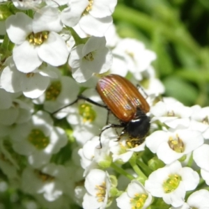 Phyllotocus rufipennis at Molonglo Valley, ACT - 11 Nov 2018