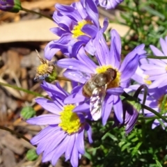 Villa sp. (genus) (Unidentified Villa bee fly) at National Arboretum Forests - 11 Nov 2018 by JanetRussell