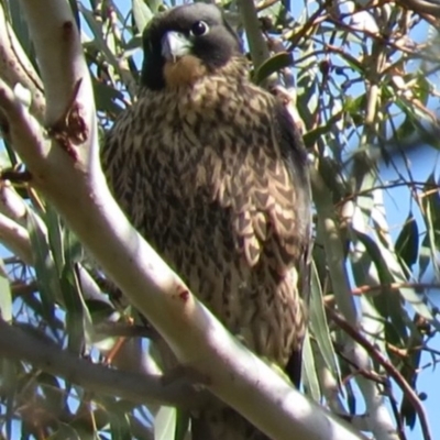 Falco peregrinus (Peregrine Falcon) at Bullen Range - 12 Nov 2018 by KumikoCallaway