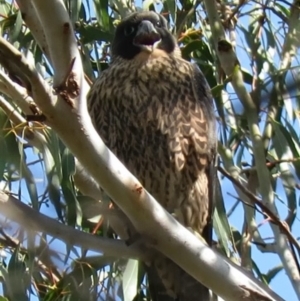 Falco peregrinus at Bullen Range - 13 Nov 2018 09:49 AM