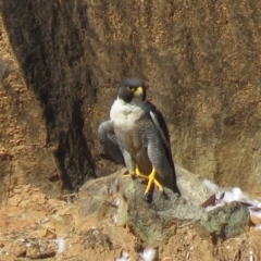 Falco peregrinus at Bullen Range - 13 Nov 2018