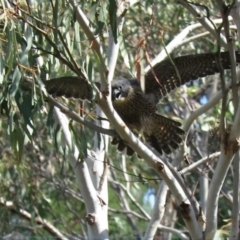 Falco peregrinus at Bullen Range - 13 Nov 2018 09:49 AM