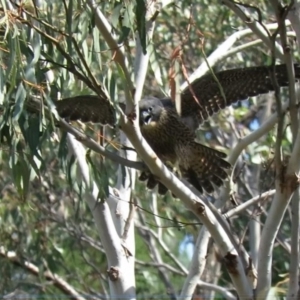 Falco peregrinus at Bullen Range - 13 Nov 2018