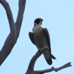 Falco peregrinus at Bullen Range - 13 Nov 2018 09:49 AM