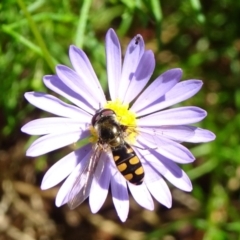 Melangyna sp. (genus) (Hover Fly) at Molonglo Valley, ACT - 11 Nov 2018 by JanetRussell