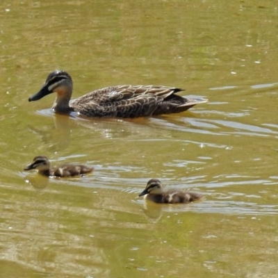 Anas superciliosa (Pacific Black Duck) at Molonglo Valley, ACT - 13 Nov 2018 by RodDeb