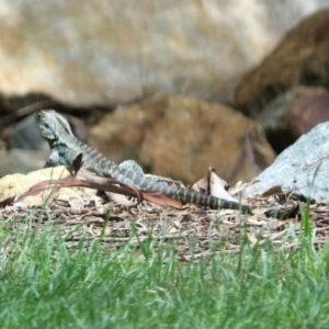 Intellagama lesueurii howittii at Molonglo Valley, ACT - 13 Nov 2018 12:15 PM