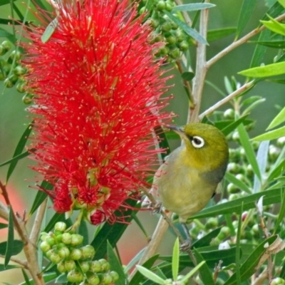 Zosterops lateralis (Silvereye) at Molonglo Valley, ACT - 13 Nov 2018 by RodDeb