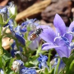 Lasioglossum (Chilalictus) sp. (genus & subgenus) (Halictid bee) at National Arboretum Forests - 11 Nov 2018 by JanetRussell