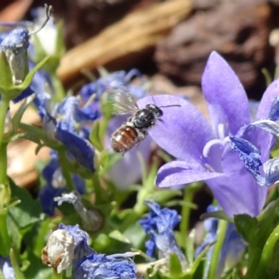 Lasioglossum (Chilalictus) sp. (genus & subgenus) (Halictid bee) at National Arboretum Forests - 11 Nov 2018 by JanetRussell