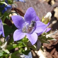 Lasioglossum (Chilalictus) sp. (genus & subgenus) at Molonglo Valley, ACT - 11 Nov 2018 11:19 AM