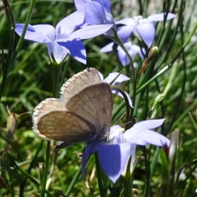 Zizina otis (Common Grass-Blue) at Molonglo Valley, ACT - 11 Nov 2018 by JanetRussell