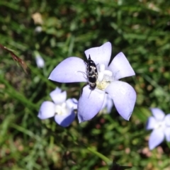 Mordellidae (family) (Unidentified pintail or tumbling flower beetle) at Molonglo Valley, ACT - 11 Nov 2018 by JanetRussell