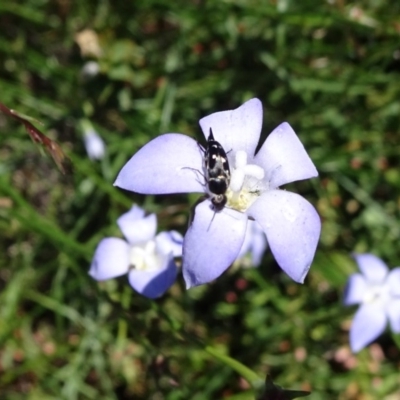 Mordellidae (family) (Unidentified pintail or tumbling flower beetle) at National Arboretum Forests - 11 Nov 2018 by JanetRussell