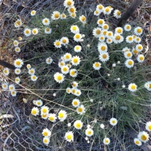 Leucochrysum albicans subsp. tricolor at Mount Majura - 21 Oct 2018 05:25 PM