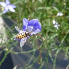 Simosyrphus grandicornis (Common hover fly) at National Arboretum Forests - 11 Nov 2018 by JanetRussell