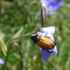 Phyllotocus rufipennis (Nectar scarab) at National Arboretum Forests - 11 Nov 2018 by JanetRussell