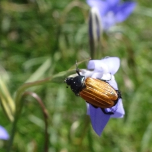 Phyllotocus rufipennis at Molonglo Valley, ACT - 11 Nov 2018