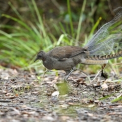 Menura novaehollandiae (Superb Lyrebird) at Wapengo, NSW - 14 Nov 2018 by Leo