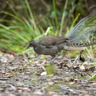 Menura novaehollandiae (Superb Lyrebird) at Wapengo, NSW - 14 Nov 2018 by Leo