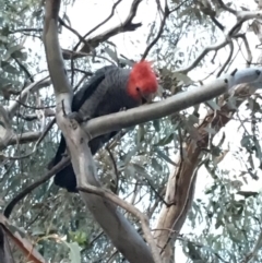 Callocephalon fimbriatum (Gang-gang Cockatoo) at Hughes, ACT - 14 Nov 2018 by KL