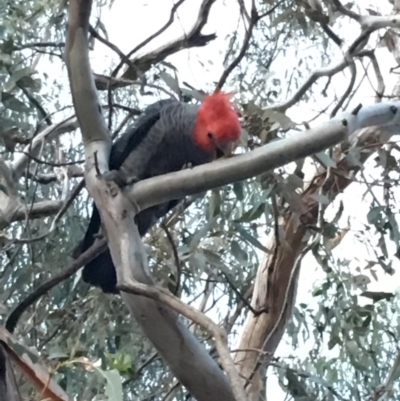 Callocephalon fimbriatum (Gang-gang Cockatoo) at Red Hill to Yarralumla Creek - 14 Nov 2018 by KL