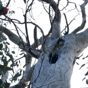 Callocephalon fimbriatum at Hughes, ACT - 14 Nov 2018