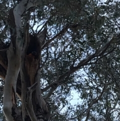 Trichoglossus moluccanus (Rainbow Lorikeet) at Red Hill to Yarralumla Creek - 14 Nov 2018 by KL