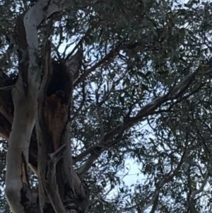 Trichoglossus moluccanus at Hughes, ACT - 14 Nov 2018