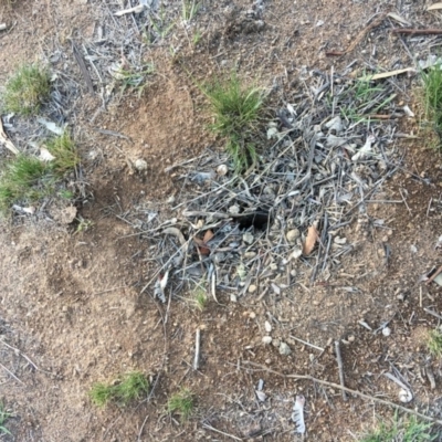 Myrmecia nigriceps (Black-headed bull ant) at Hughes Grassy Woodland - 14 Nov 2018 by KL