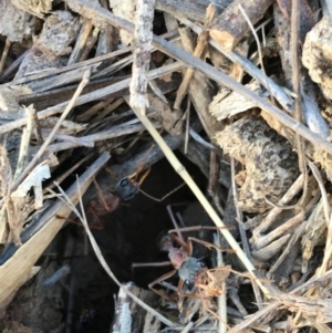 Myrmecia nigriceps at Deakin, ACT - 14 Nov 2018