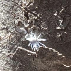 Cryptolaemus montrouzieri (Mealybug ladybird) at Mount Mugga Mugga - 12 Nov 2018 by Mike