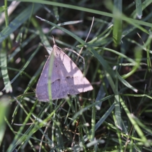 Epidesmia hypenaria at Higgins, ACT - 14 Nov 2018