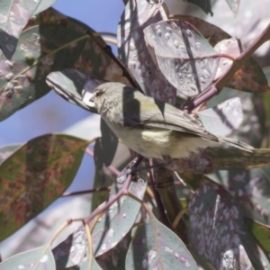 Smicrornis brevirostris at Bruce, ACT - 12 Nov 2018 10:39 AM