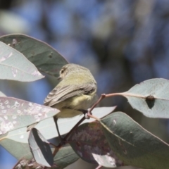 Smicrornis brevirostris at Bruce, ACT - 12 Nov 2018 10:39 AM