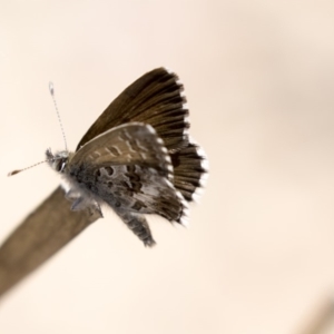 Neolucia agricola at Bruce, ACT - 12 Nov 2018 10:49 AM