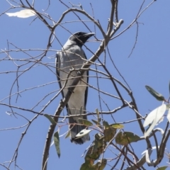 Coracina novaehollandiae (Black-faced Cuckooshrike) at Bruce, ACT - 12 Nov 2018 by Alison Milton