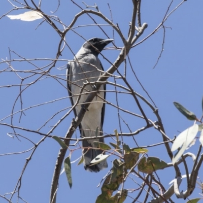 Coracina novaehollandiae (Black-faced Cuckooshrike) at Bruce, ACT - 12 Nov 2018 by AlisonMilton