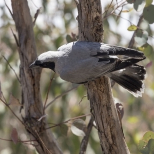 Coracina novaehollandiae at Bruce, ACT - 12 Nov 2018 11:55 AM