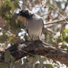 Coracina novaehollandiae at Bruce, ACT - 12 Nov 2018 11:55 AM