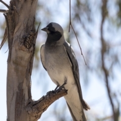 Coracina novaehollandiae at Bruce, ACT - 12 Nov 2018 11:55 AM